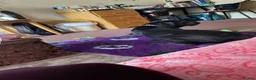 Cane Corso dogs for sale: Italian pure breed Cane Corso in Mablethorpe - Advert 3