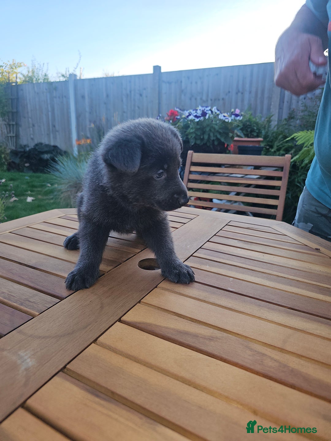 German Shepherd dogs for sale: Blue German shepherds for sale - Image 12