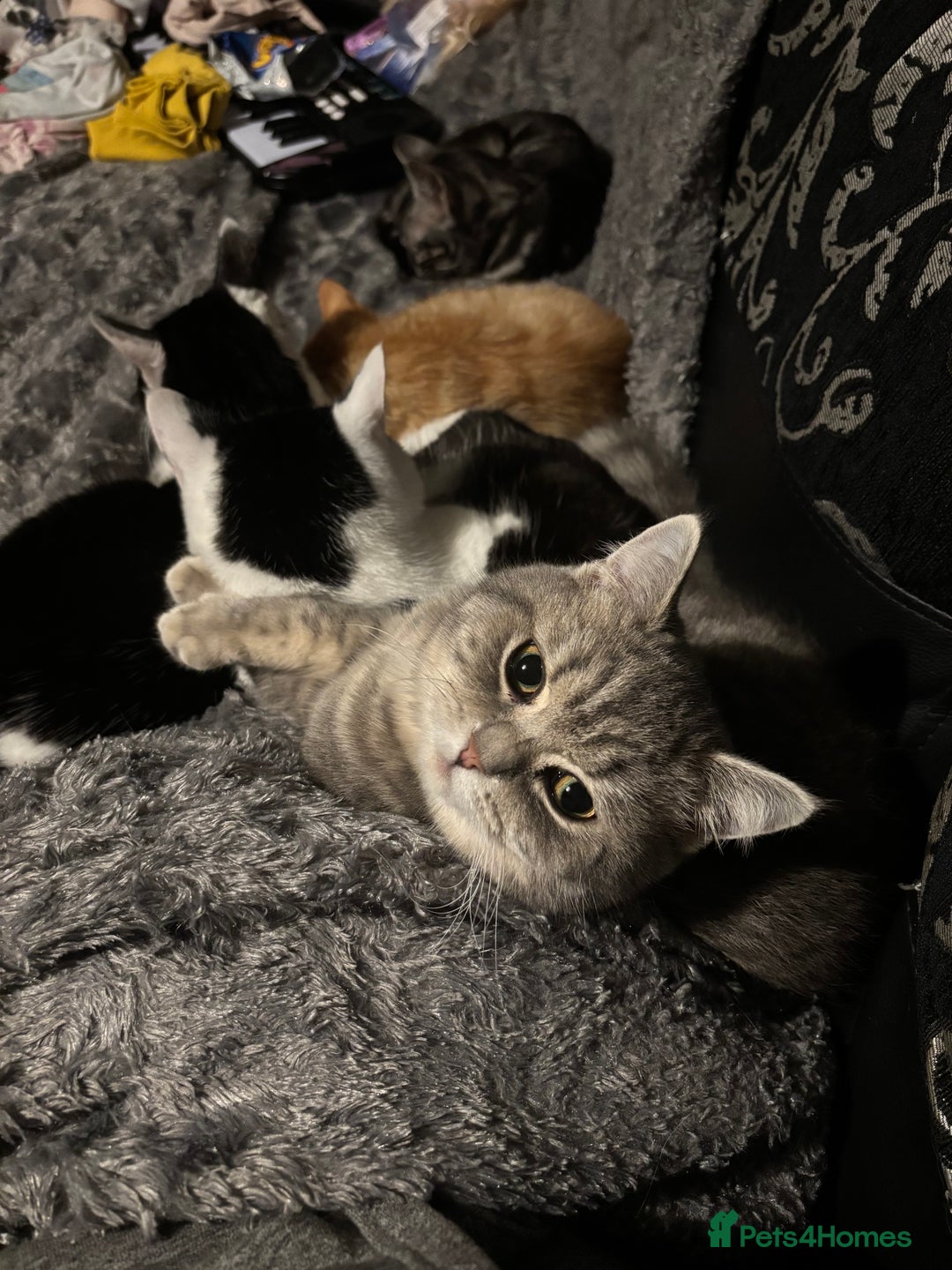 British Shorthair cats for sale: Boy kitten and female cat available  - Image 5