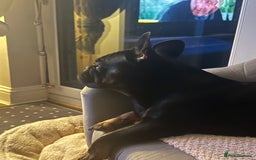 French Bulldog dogs for sale: Urgent rehome needed - Image 10
