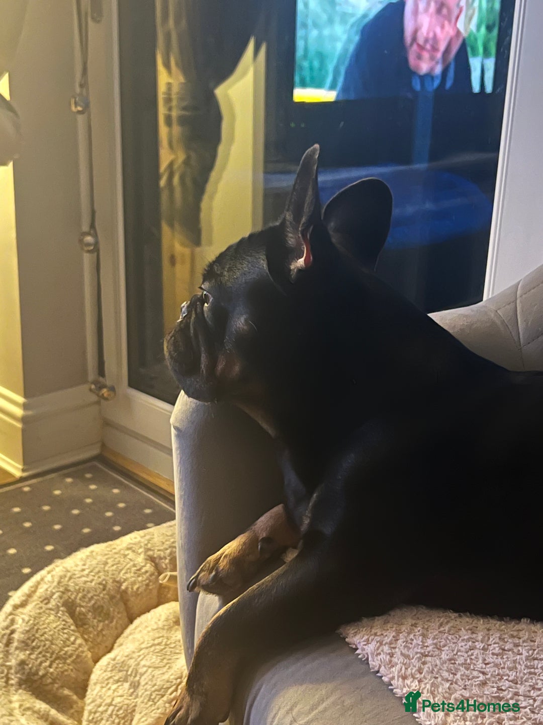 French Bulldog dogs for sale: Urgent rehome needed - Image 10