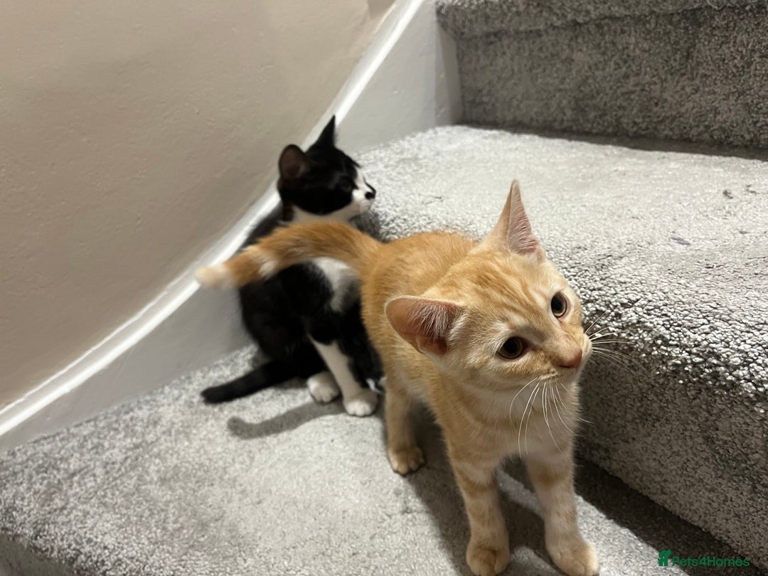 Mixed Breed cats for sale: Lovely playful kittens  - Image 9