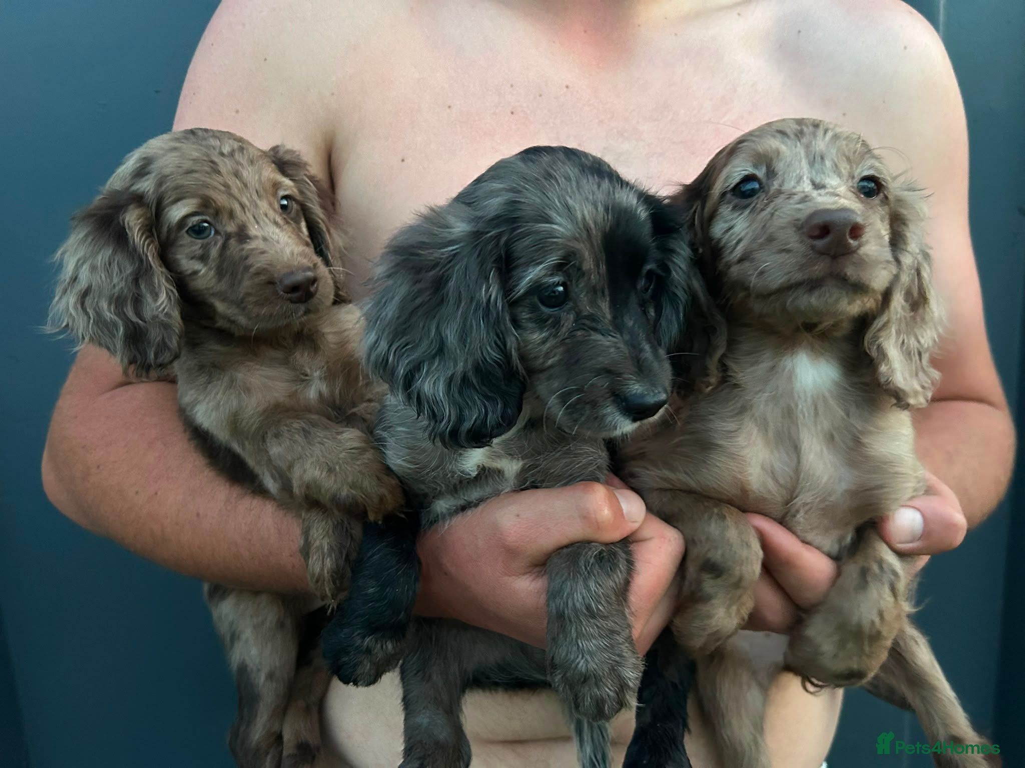 Sproodle dogs Merle Sproodle puppies - Advert 1