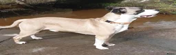 Mixed Breed dogs for sale: Buster - Advert 7