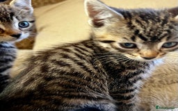 Bengal cats for sale: Glittery Bengal X Kittens With Famous References!  - Image 4