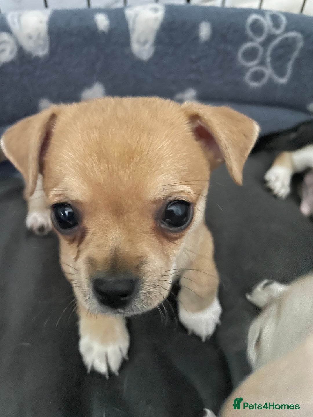 Chihuahua dogs for sale: Chihuahua Puppy 3 - 2 boy, 1 girl  chihuahua  - Image 15