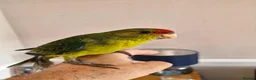 Mixed Breed birds for sale: kakariki - Advert 5