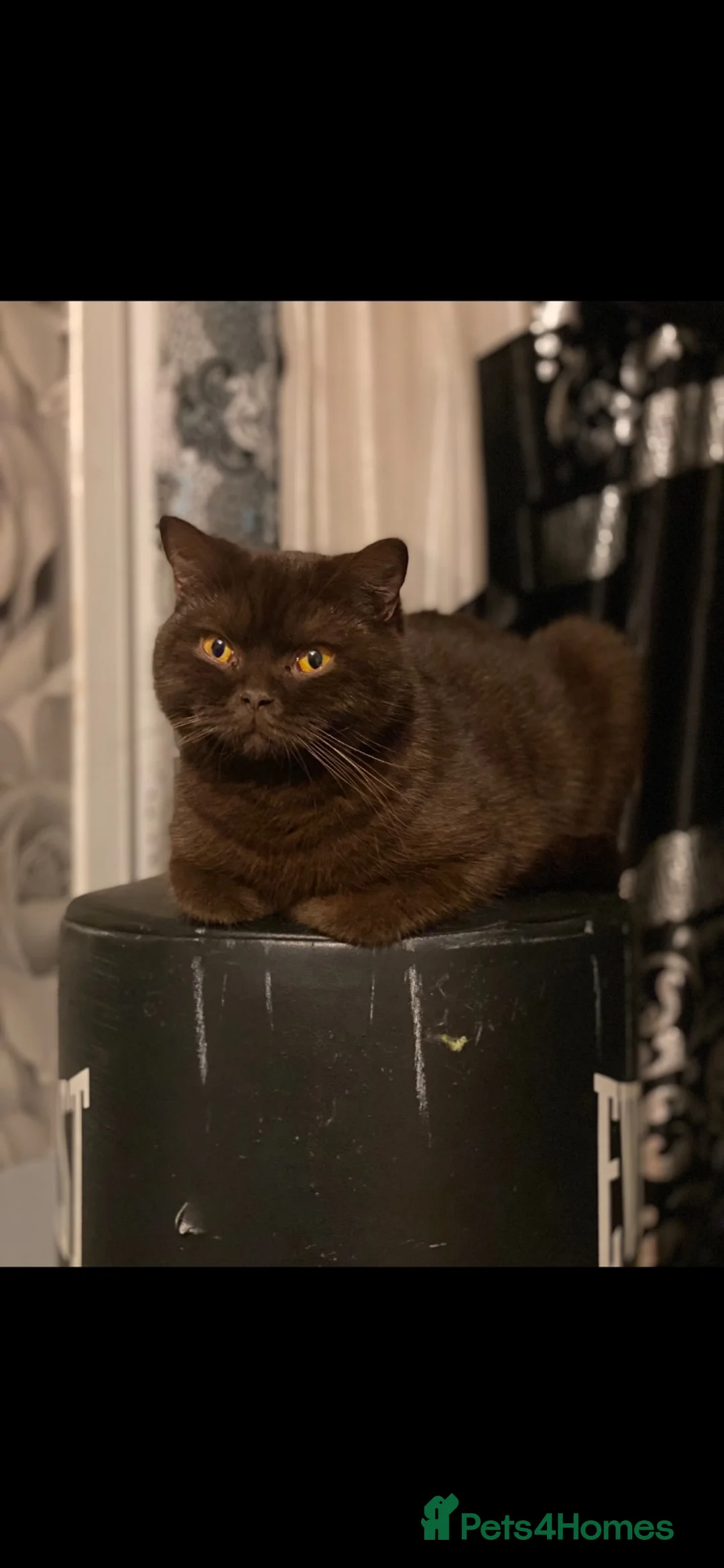 British Shorthair cats for sale: Adorable purebreed British shorthair kittens  - Advert 12