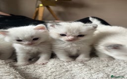 Ragdoll cats for sale: 5 Beautiful Ragdolls looking for a new home  - Image 5
