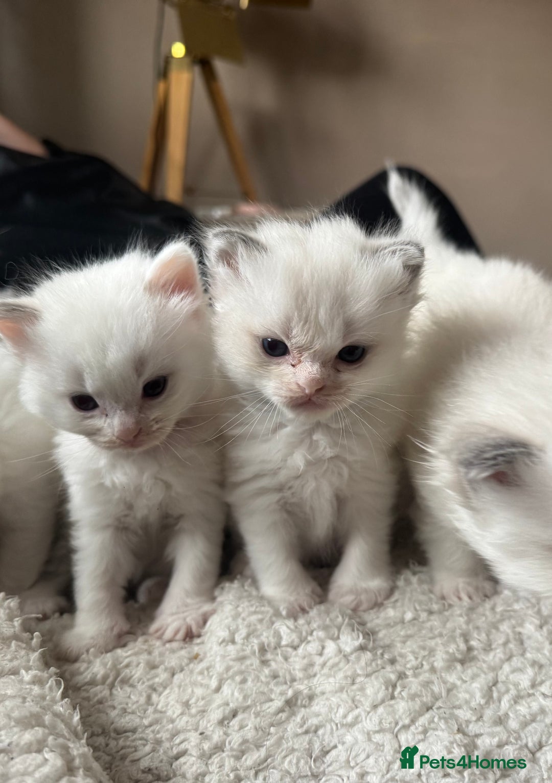 Ragdoll cats for sale: 5 Beautiful Ragdolls looking for a new home  - Image 5