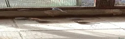 Doves birds for sale: Diamond Doves £15 each - Advert 2