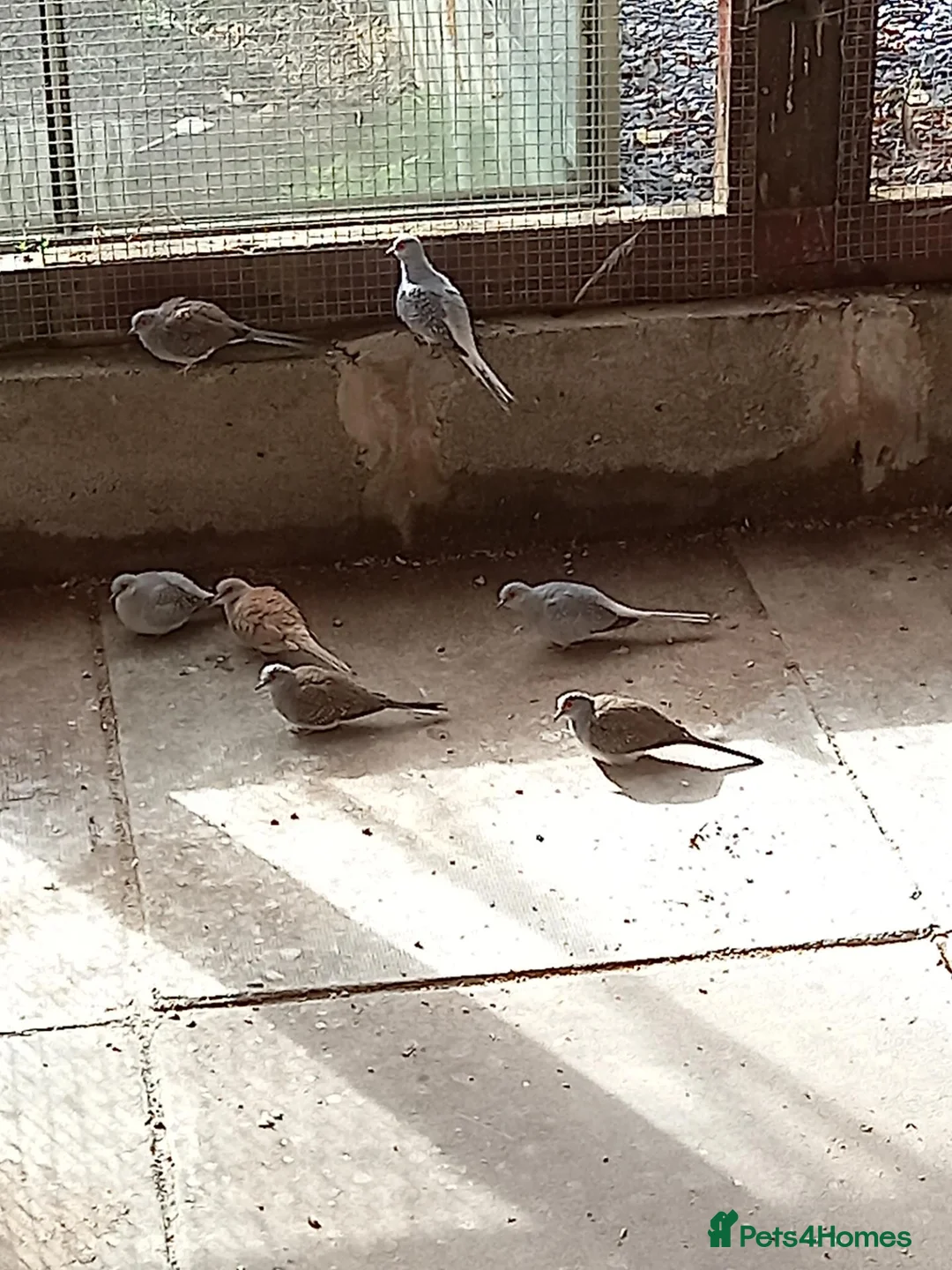 Doves birds for sale: Diamond Doves £15 each - Advert 2