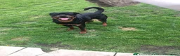 Rottweiler dogs for sale: 12 week male Rottweiler puppy - Advert 15