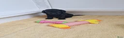 Cockapoo dogs for sale: Stunning American cockapoos in Wisbech - Advert 24