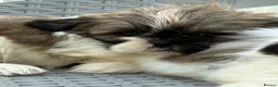 Shih Tzu dogs for sale: Stunning shihtzu puppies - Advert 5