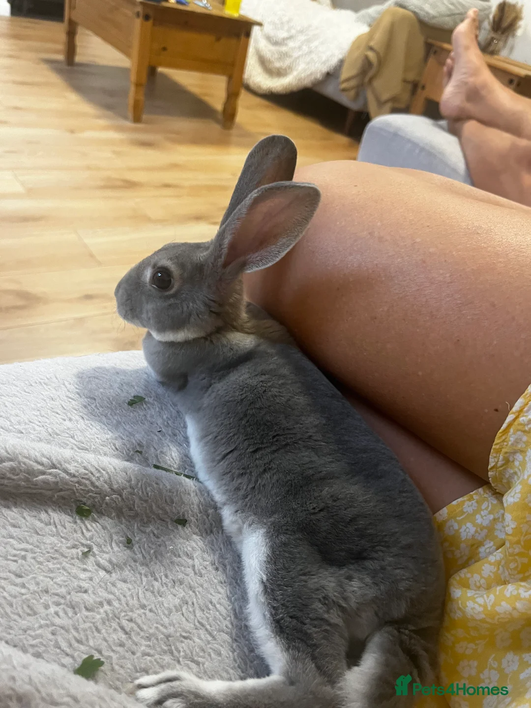 Rex rabbits for sale: 7 month old opal rex male - Advert 3