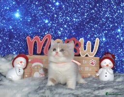 British Shorthair cats Tica registered British Shorthair kittens - Advert 1