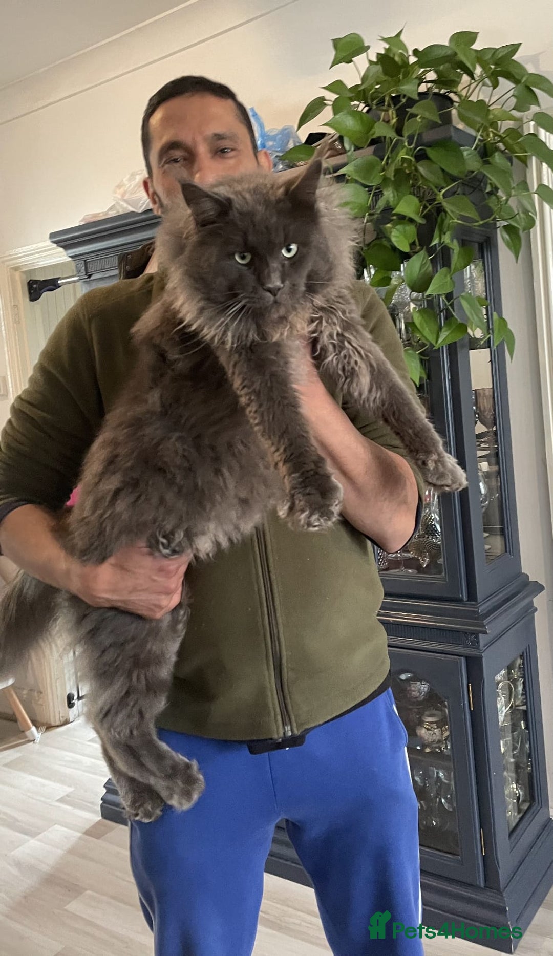 Maine Coon cats for sale: Beautiful Maine Coon babies  - Image 3