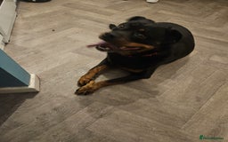 Rottweiler dogs for sale: Raven  - Image 6