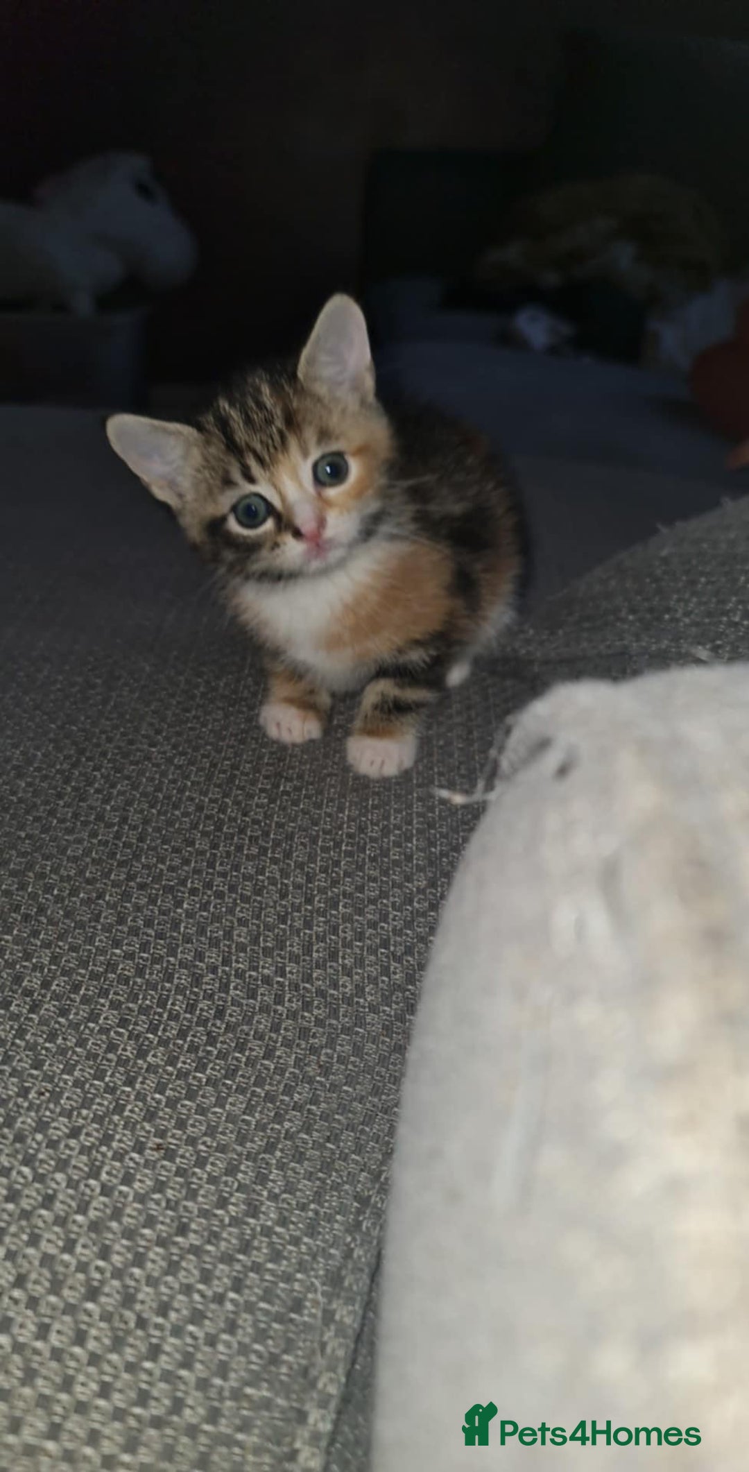 Mixed Breed cats for sale: 4 kittens looking for forever homes - Advert 6