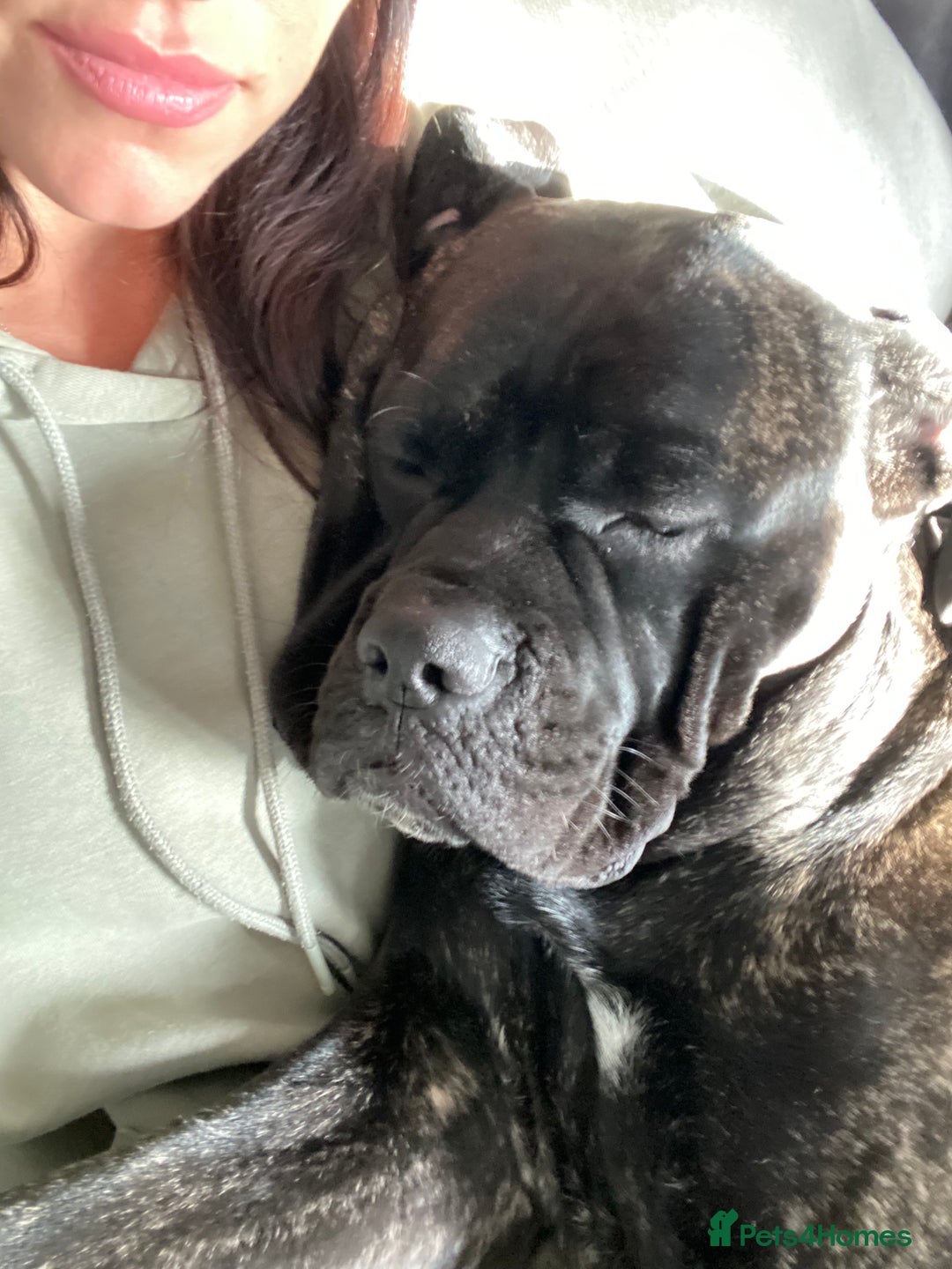 Cane Corso dogs for sale: Bruno  - Advert 3