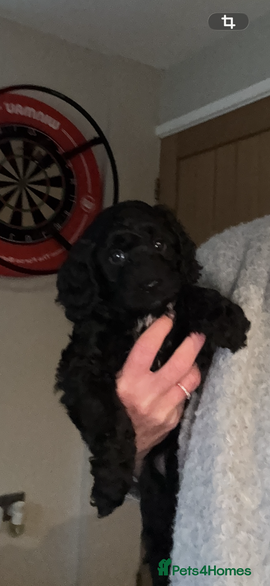 Cockapoo dogs 1 Female Gorgeous F1B Cockapoos - Advert 3