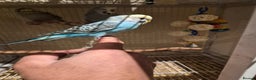 Budgerigars birds for sale: Budgies for sale all beautiful colours 🧡❤️💛 - Advert 5