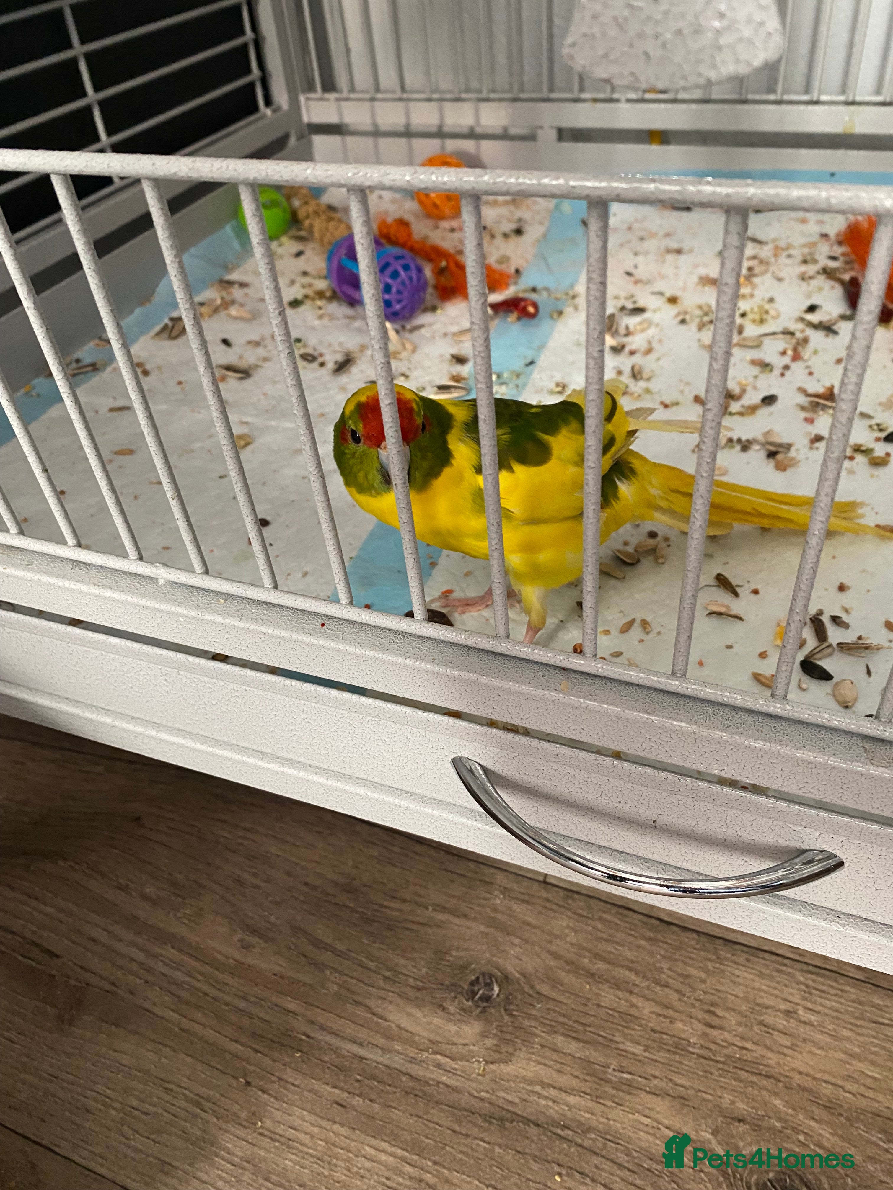 Parakeets birds Kakariki female ( kiwi) - Advert 4