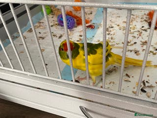 Parakeets birds Kakariki female ( kiwi) - Advert 2