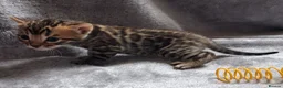 Bengal cats for sale: Traditional brown Bengal - Advert 7