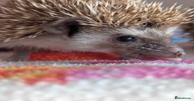 Pygmy Hedgehog rodents - Advert 5