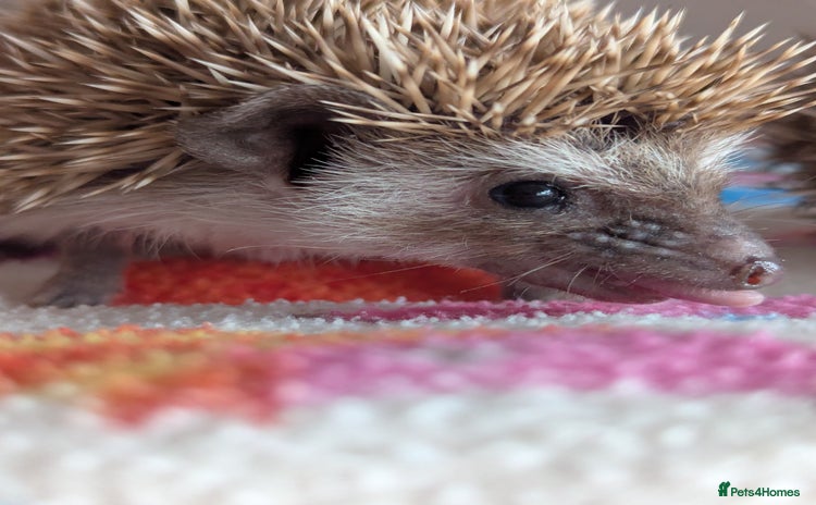 Pygmy Hedgehog rodents - Advert 1