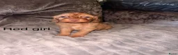 Cockapoo dogs for sale: Cuddly Curly Cockapoo puppies - ready for new 🏠  - Advert 8