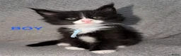 Maine Coon cats for sale: 🐾BEAUTIFUL MAINECOON KITTENS😻 3 BOYS & 2 GIRLS🐾 - Advert 12