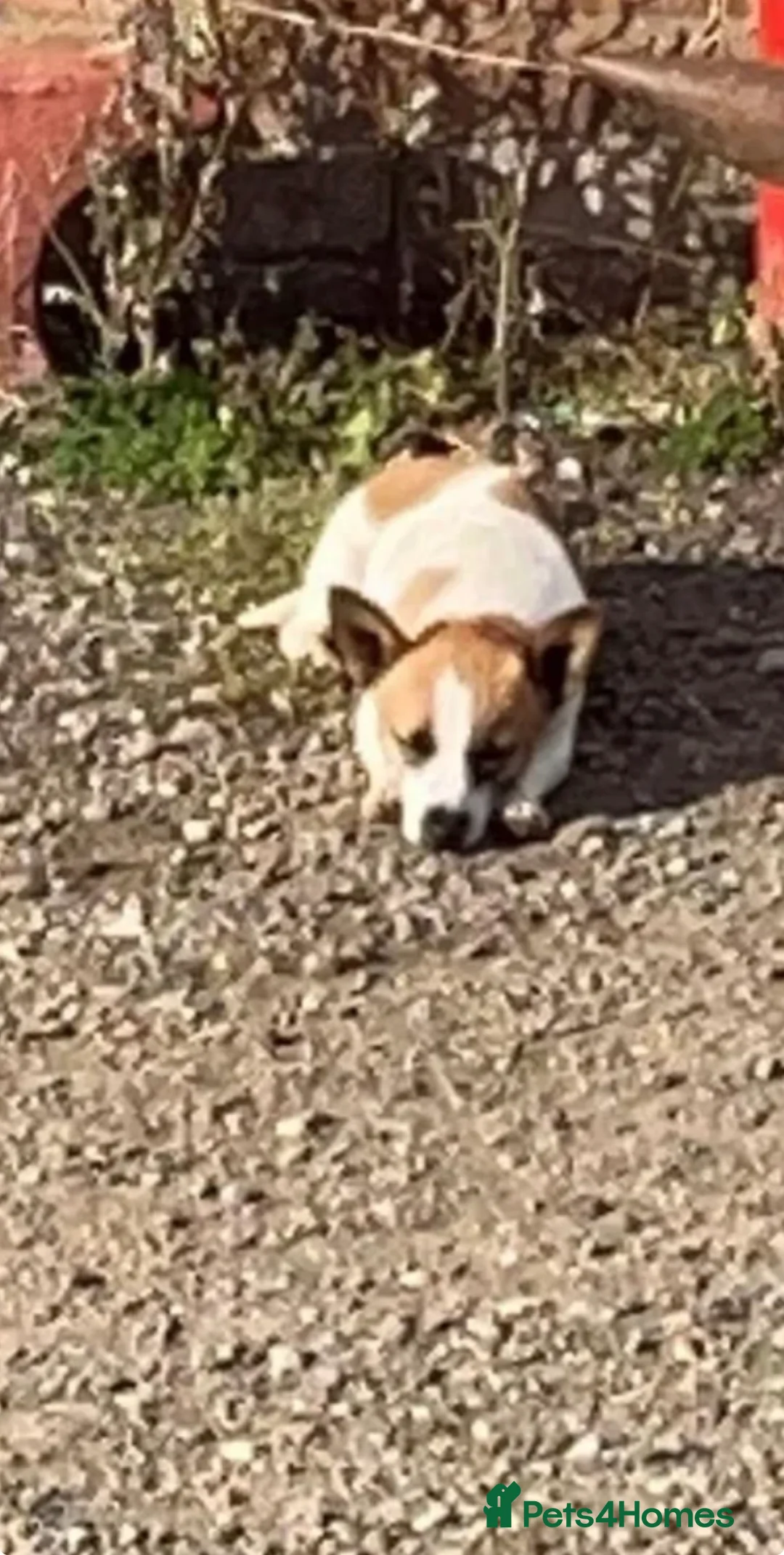 Mixed Breed dogs for sale: *REDUCED* Jack Russell x Yorkshire terrier puppy  - Advert 2