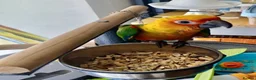 Conures birds for sale: Hand Reared Jenday Conures  in Scunthorpe - Advert 8