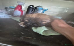 Mixed Breed dogs for sale: Cavachon's  - Image 7