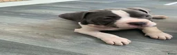 American Bully dogs for sale: Pocket Bully bitches available !  - Advert 11