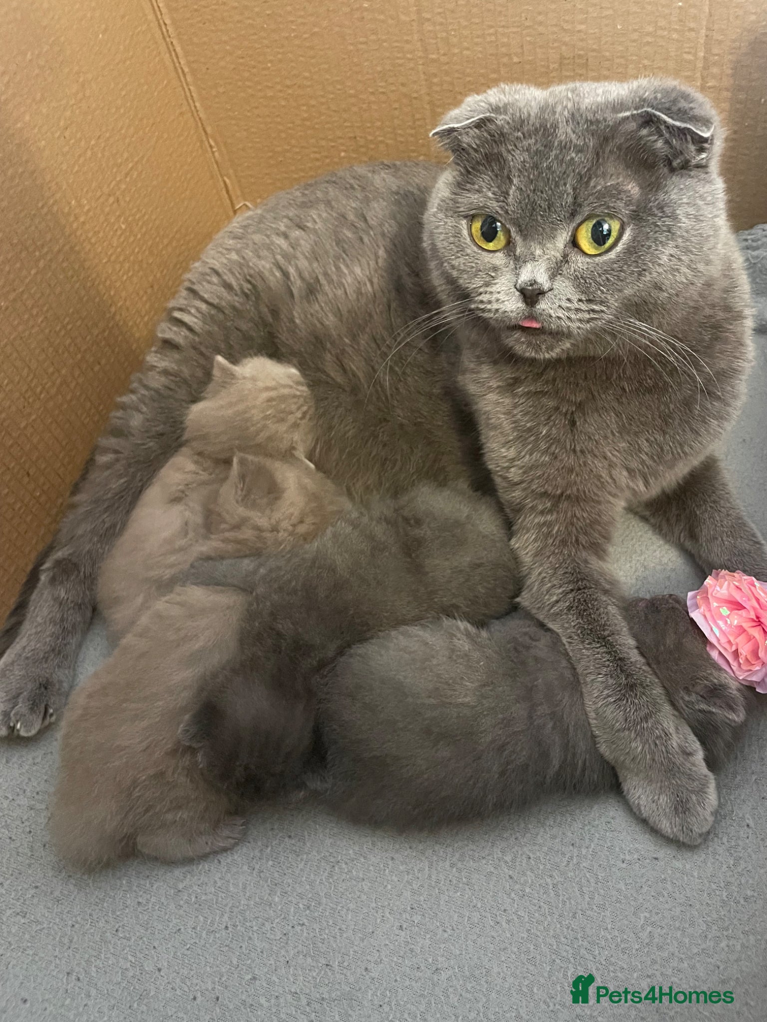 Scottish Fold cats Adorable Scottish Fold Kittens looking 🩶homes - Advert 1