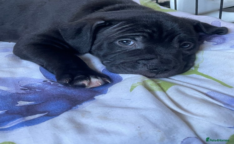 Staffordshire Bull Terrier dogs - Advert 3