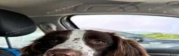 English Springer Spaniel dogs for stud: BEAUTIFUL BOY FOR STUD IN BLACKPOOL - Advert 5
