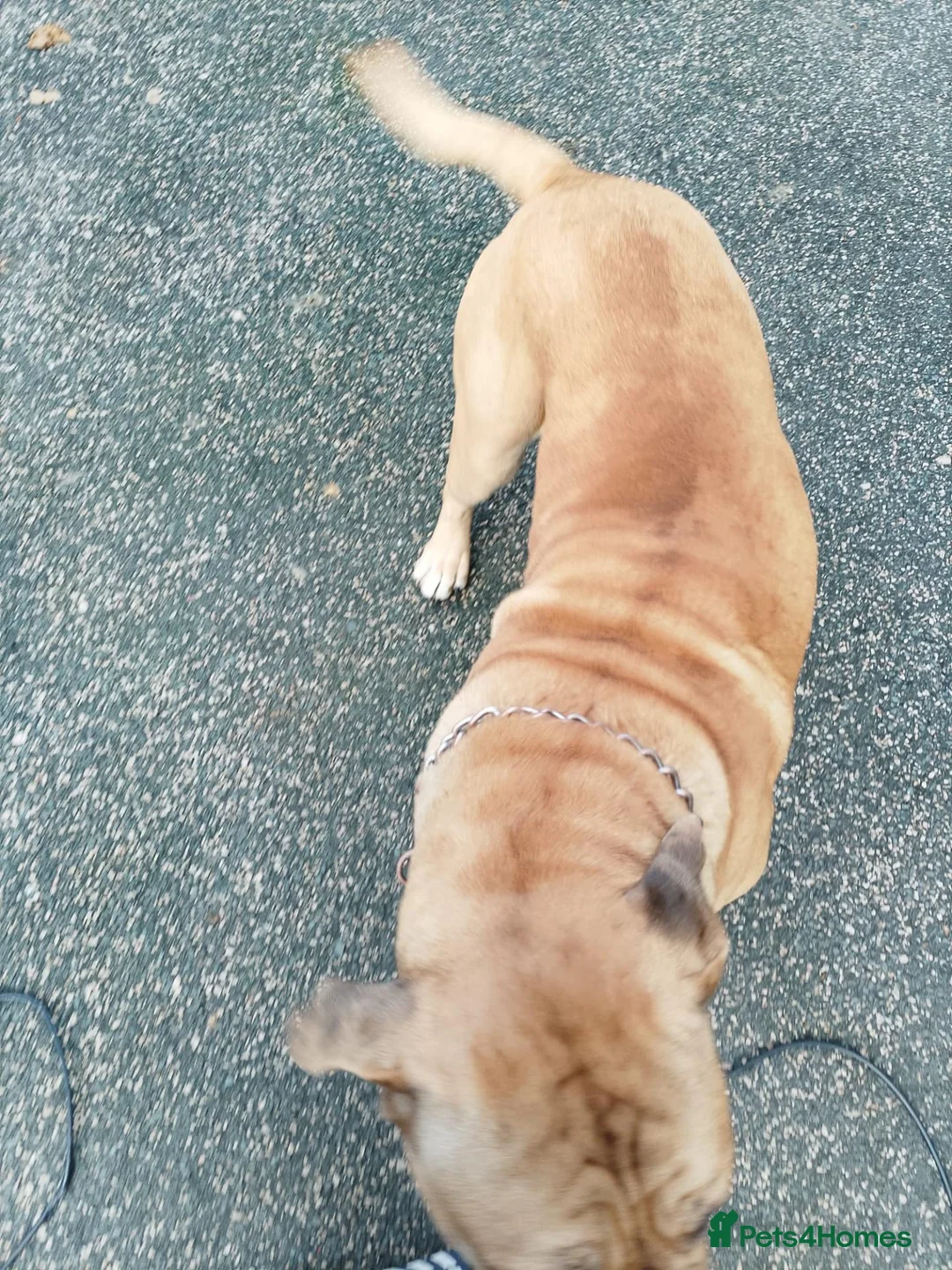 Mastiff dogs for sale: 1 year old mastiff for sale.. - Advert 2