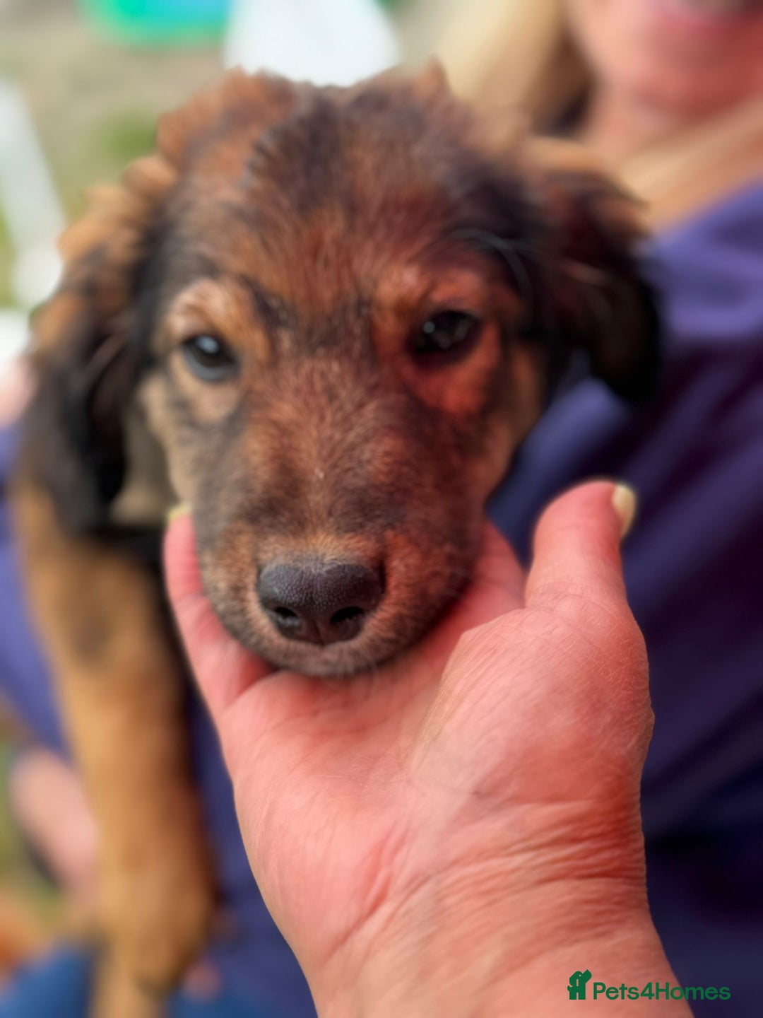 Mixed Breed dogs for adoption: RITA – a Superb young Girl for a Loving Home - Advert 8