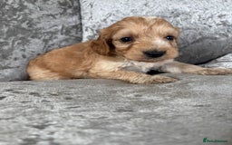 Cockapoo dogs for sale: Gorgeous babies 🥰 - Image 12