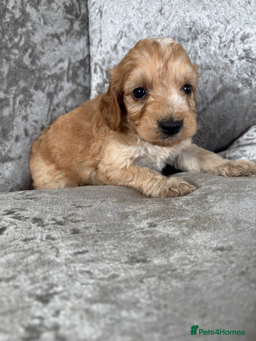 Cockapoo dogs for sale: Gorgeous babies 🥰 - Image 12