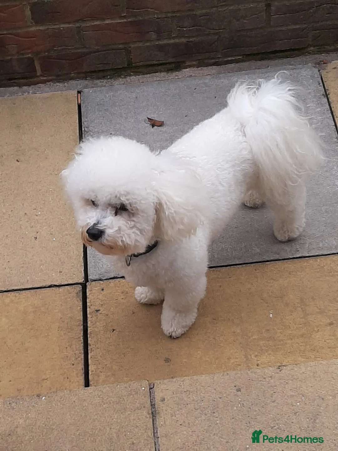 Bichon Frise dogs for stud: Dog for stud  pedigree bichon frise great dog in Newton Stewart - Advert 3