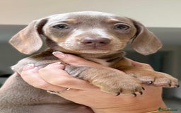 Miniature Dachshund dogs for sale:  1 Beautiful Boy & 1 girl Isabella tan 💙💕 - Image 4