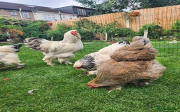 Chickens poultry for sale: Hatching eggs - Image 15