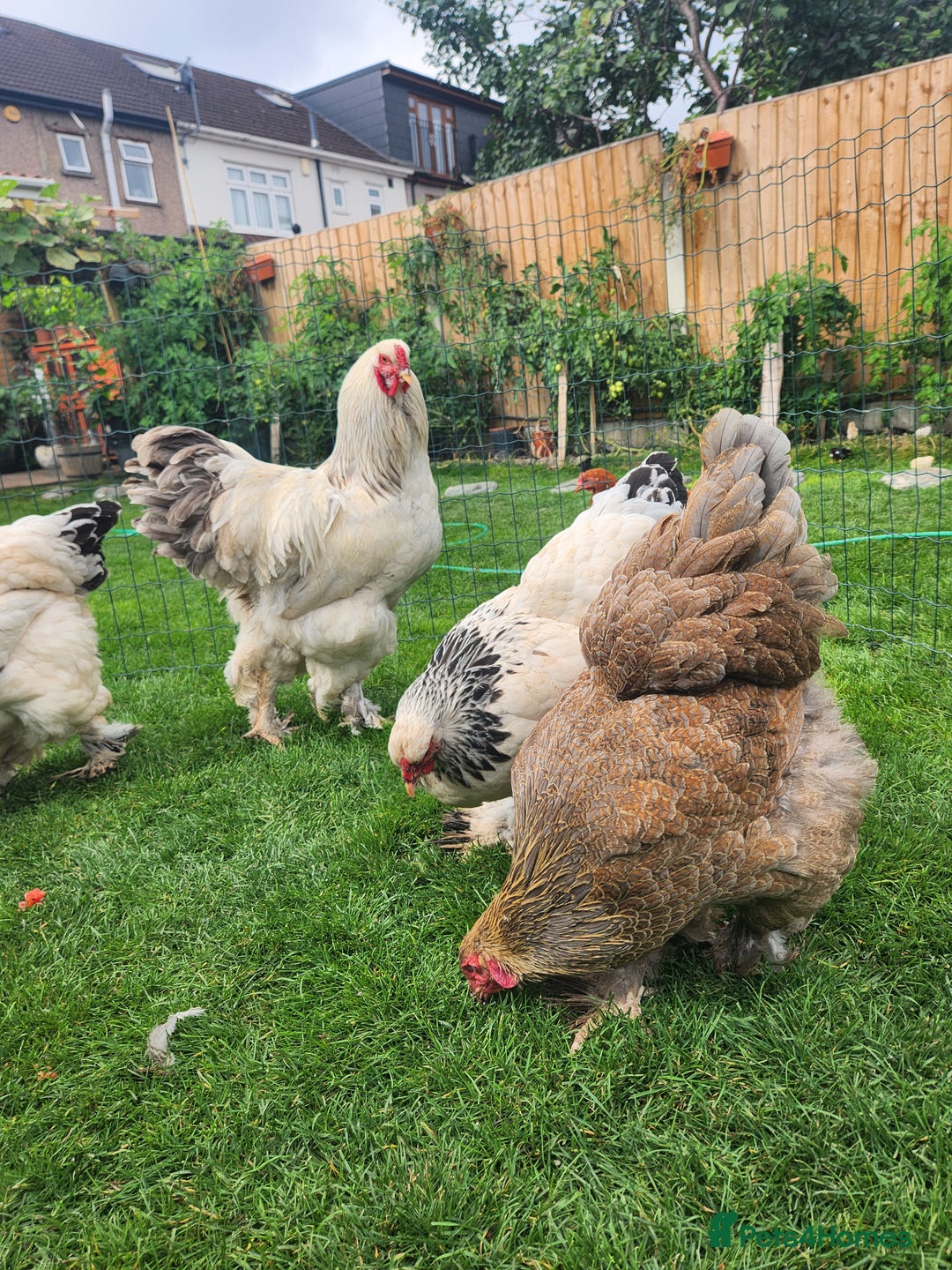 Chickens poultry for sale: Hatching eggs - Image 15