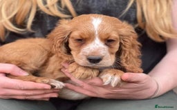 Cocker Spaniel dogs for sale: Beautiful cocker spaniel puppies  - Image 5